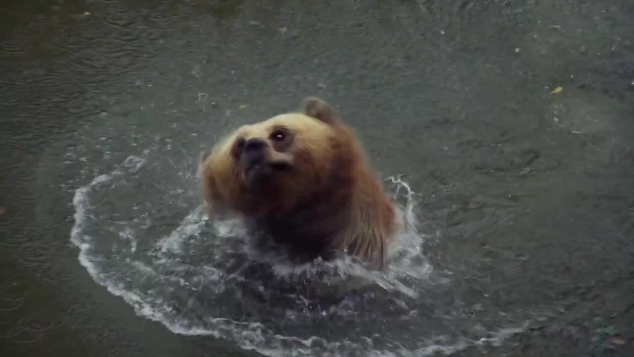 Grizzly Bear Swimming