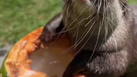 Cute Squirrel