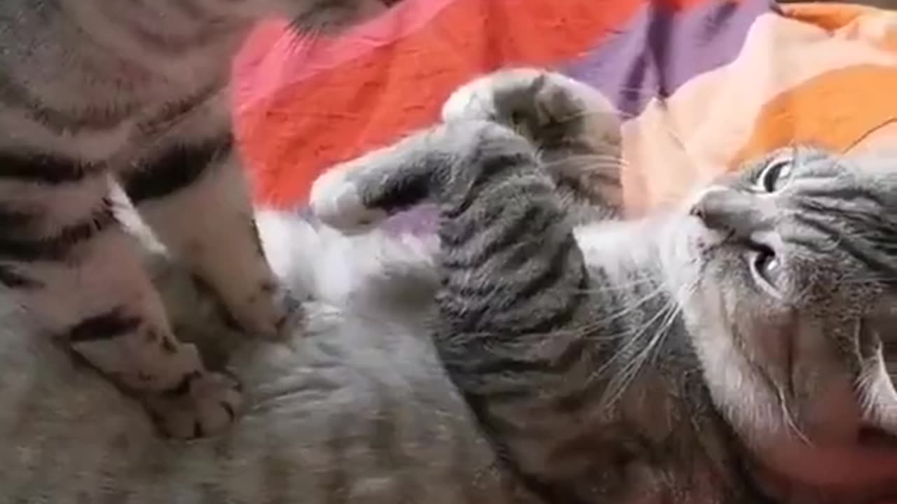 Massage Kitty