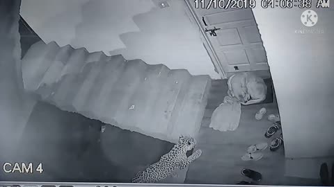 Leopard Attack live...🐆😱#leopard #caughtoncamera.mp4