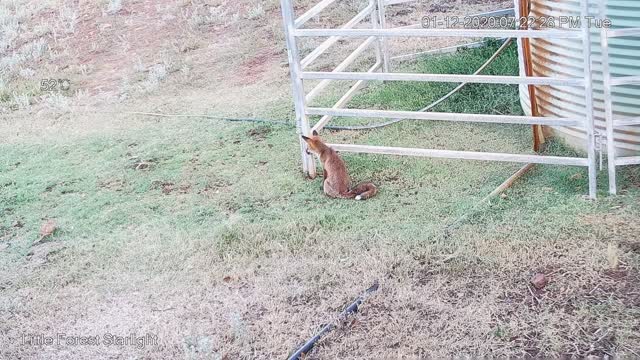 Fox tries to eat butterfly