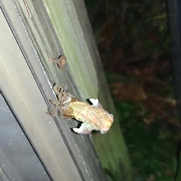 Cicada shedding its shell