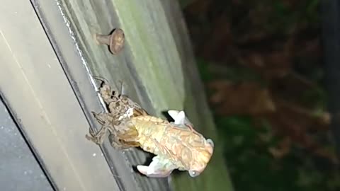 Cicada shedding its shell