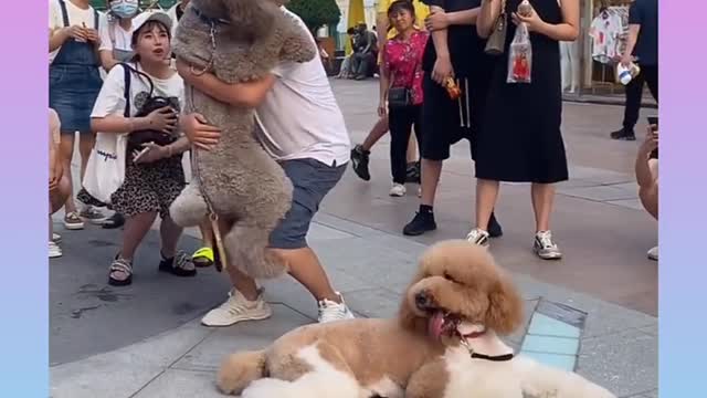 Dog funny video