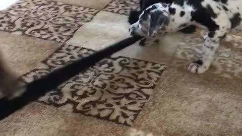 Puppy tug of war