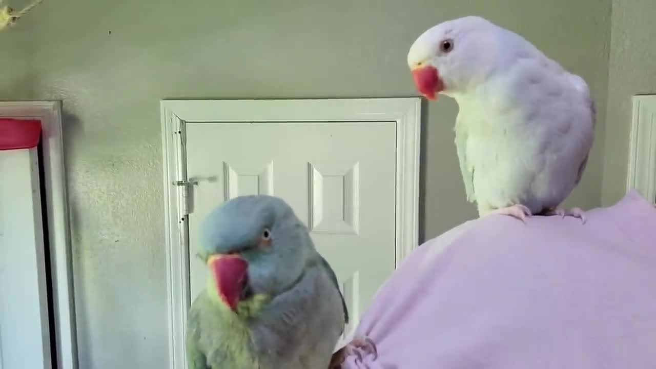 FUNNY FAMILY OF TALKING PARROTS