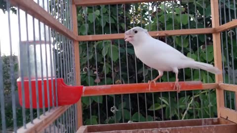 birds songs