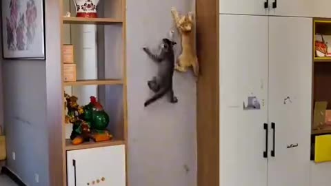 Funny cat