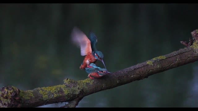 Mating Kingfishers Just Before Sunrise.