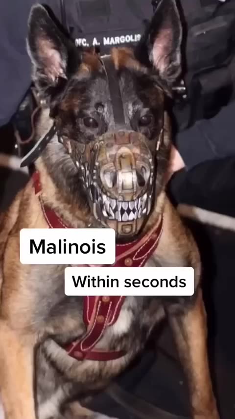 The most DANGEROUS dog breeds_ _goldendoodle