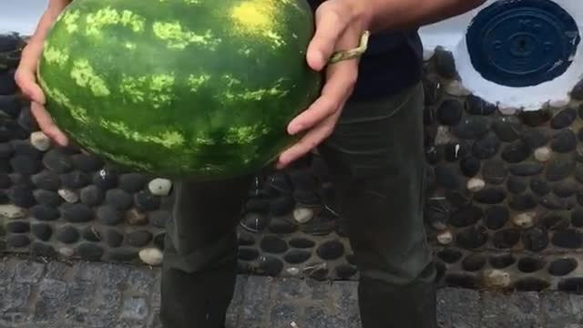 Group of teen guys sing while one cracks open watermelon with his head