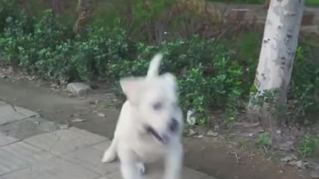 Dog funny video