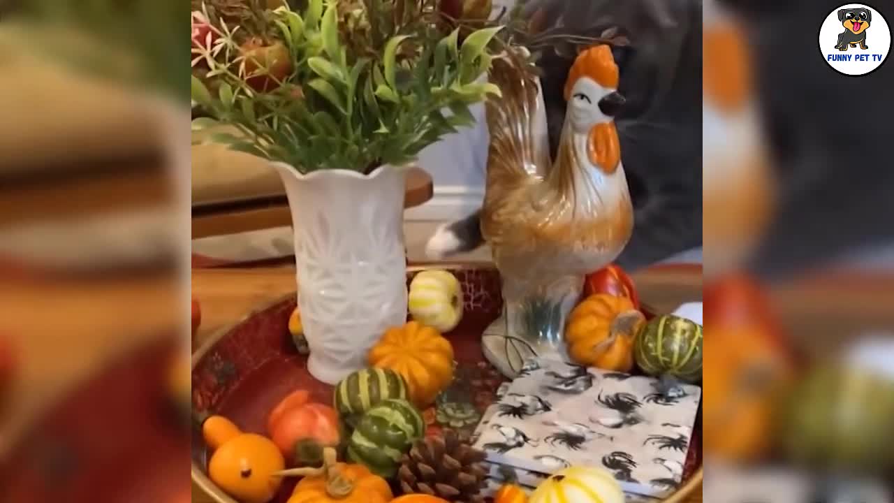 Cute And Funny Cats Moment