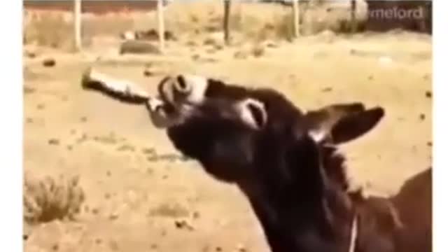 Donkey after drinking wine | Funny video | Funny meme