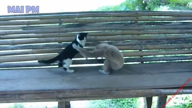 Monkey trouble to cat funny moments 🤣