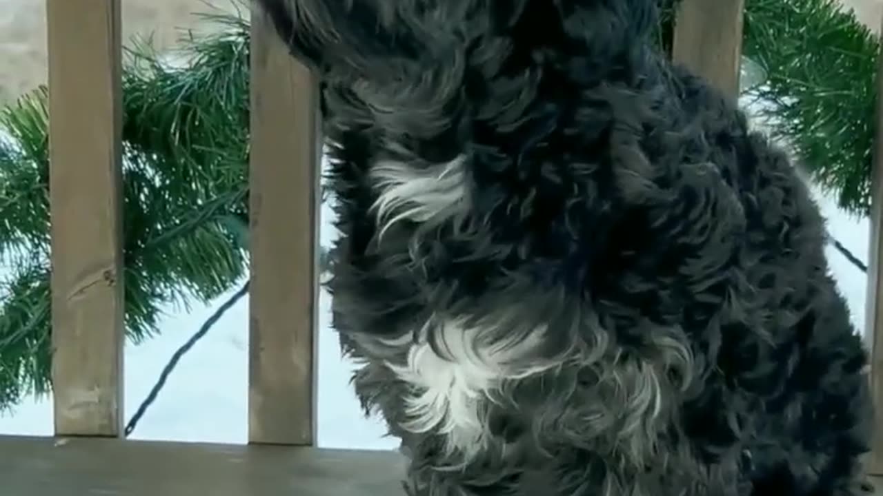 Cute puppy barking #dog