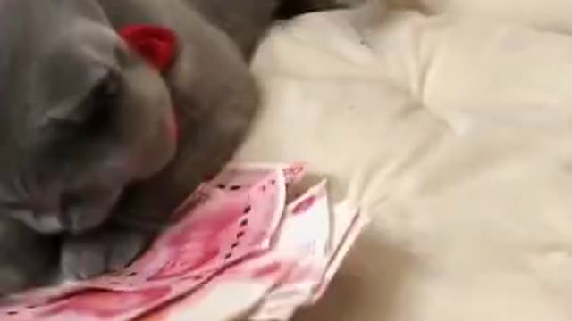 Sweetie the talking cat says hello, mony count cat