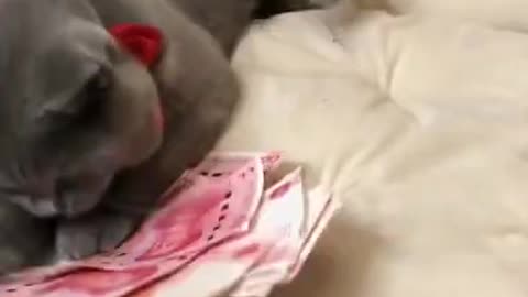Sweetie the talking cat says hello, mony count cat