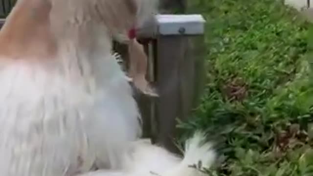 The Afghan hound .cute funny video