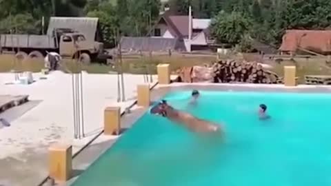 Animals swimming