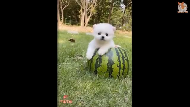 Most Famous Pomeranian TikTok Compilation 2021