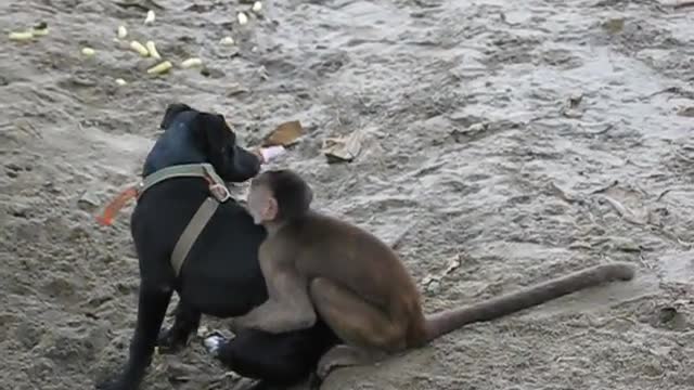 Capuchin monkeys and puppy playing