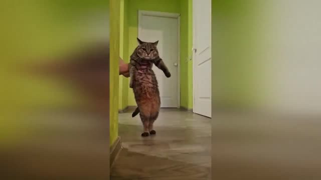 funny cats