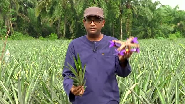 Malaysian team transforms pineapple leaves into drones