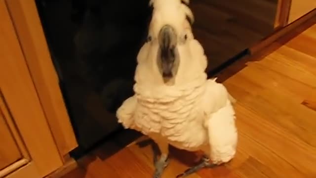 unbrella cockatoo going mad in the kitchen floor. But a happy bird.