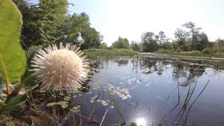 Sugar Shack Buttonbush