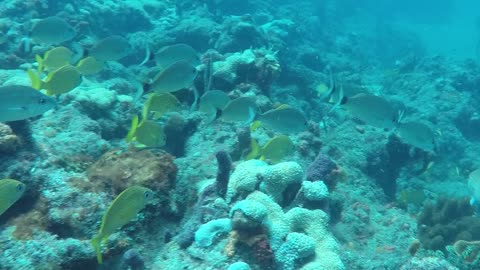 Scuba Diving Sidwana Bay, South Africa, 2017