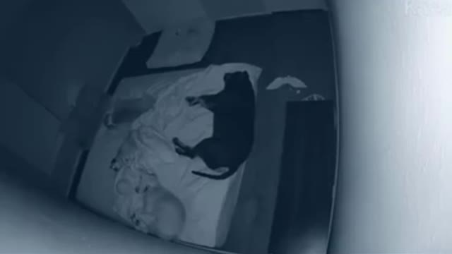 Dog hihihi