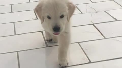 So Adorable