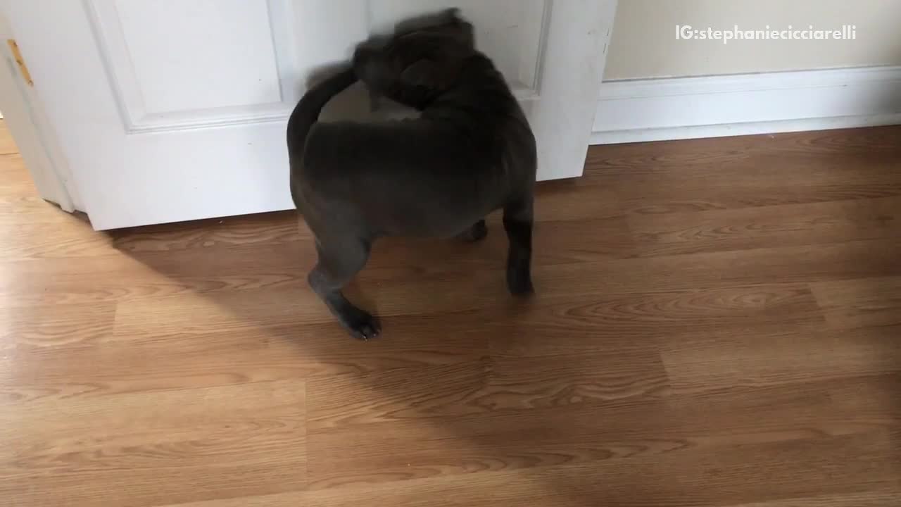 Black dog going in circles chasing tail