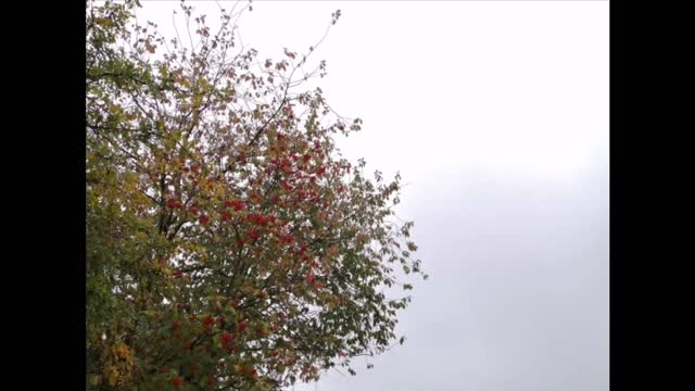 Autumn fog