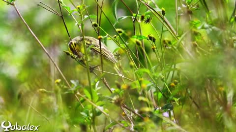 Une minute pour oiseau - Serin pays (serin du Mozambique) - Yabalex