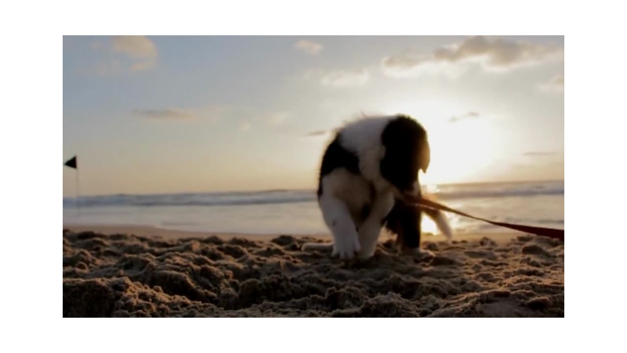 #Cute Dog Has The Best Beach Day