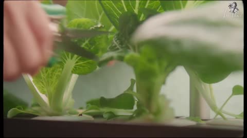 Growing Vegetables 🥬 Indoors Without Soil Nor Sun | Hydroponic Gardening