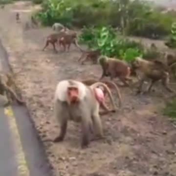 Wild Baboon #Short
