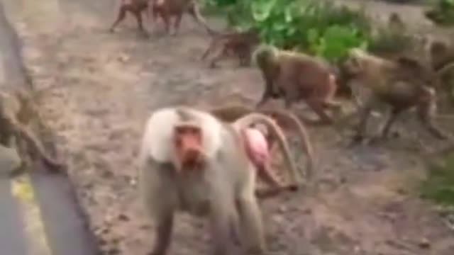 Wild Baboon #Short