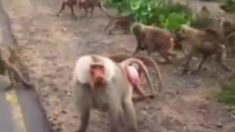 Wild Baboon #Short