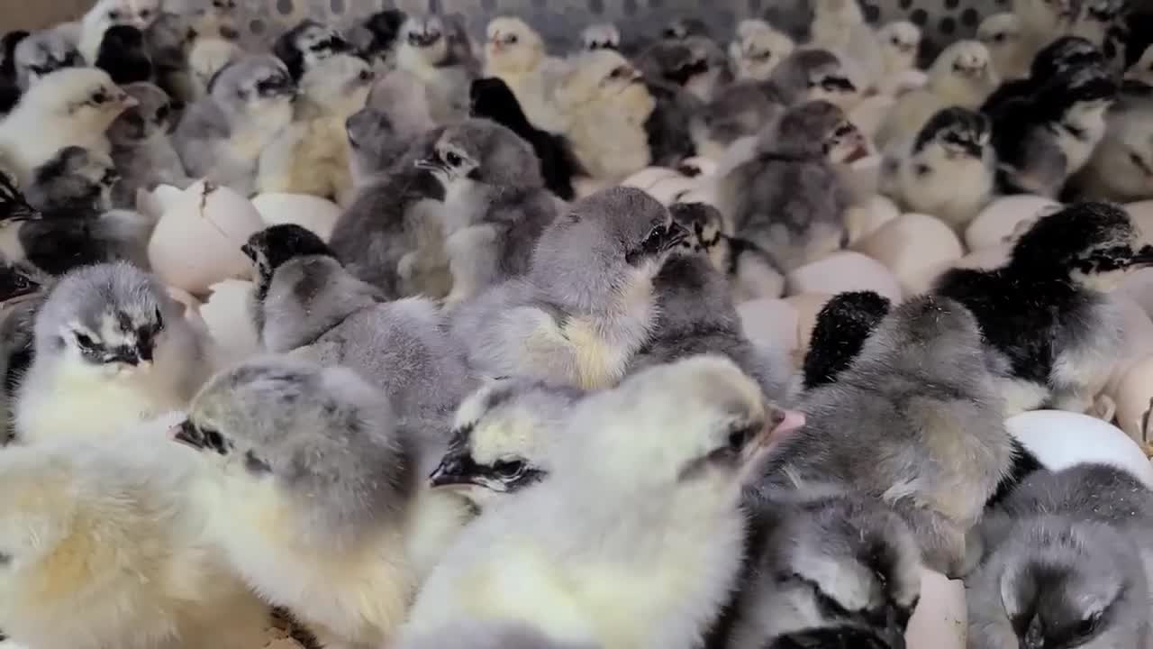 Cute Blue and splash Sumatra baby chicks recently hatched.