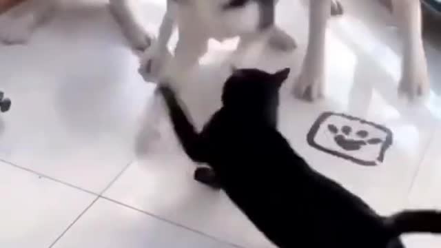 Very funny cat and dog