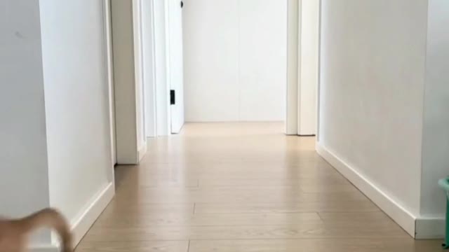 Kitten chasing Da