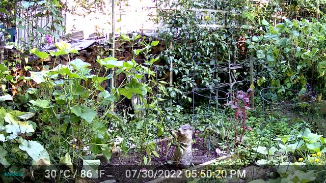 Ground Hog in Garden