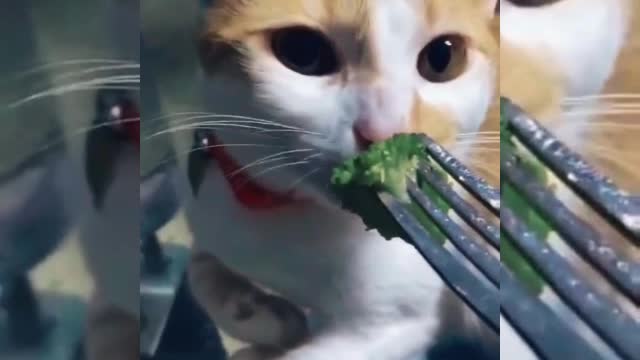 Hilarious kitten disgusted by the food - So funny 😂