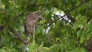 Black Crowned Night Heron