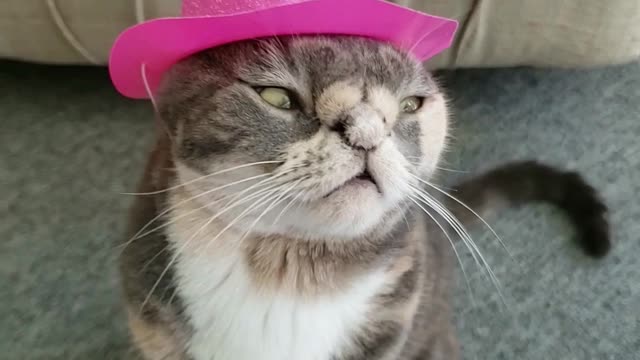 Trendy Cat Shows Off New Cowboy Hat