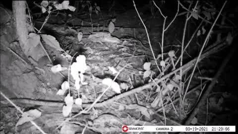 Backyard Trail Cam - Mouse