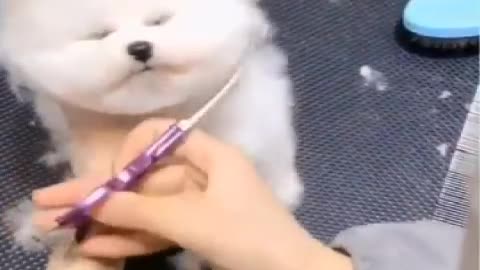 cute pets videos 2021 || funny dogs baby